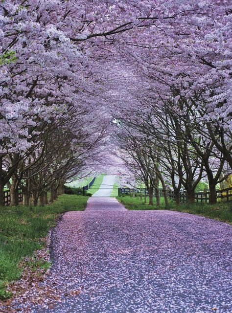 Embroidery Forest, Driveway Entrance Landscaping, Hydrangea Landscaping, Tree Lined Driveway, Jacaranda Tree, Driveway Entrance, Long Driveways, Driveway Landscaping, Forest Scenery