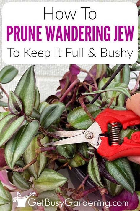 Do you have a sparse or leggy wandering jew plant and are wondering how to return it to a bushy plant? Start by reading this guide on how to prune a Tradescantia and use the tips included to start trimming your plant. I’ve shared the proper techniques for both pruning leggy wandering jew and pinching back the tips so you can have a healthy, full plant to enjoy. Get step by step instructions, answers to all your questions, and other helpful hints that make it easy to learn the process quickly. Wondering Jew Plant Care, Plant Container Ideas, Wondering Jew Plant, Wandering Jew Plant Care, Wondering Jew, Jew Plant, Pruning Plants, Wandering Jew Plant, Wandering Jew