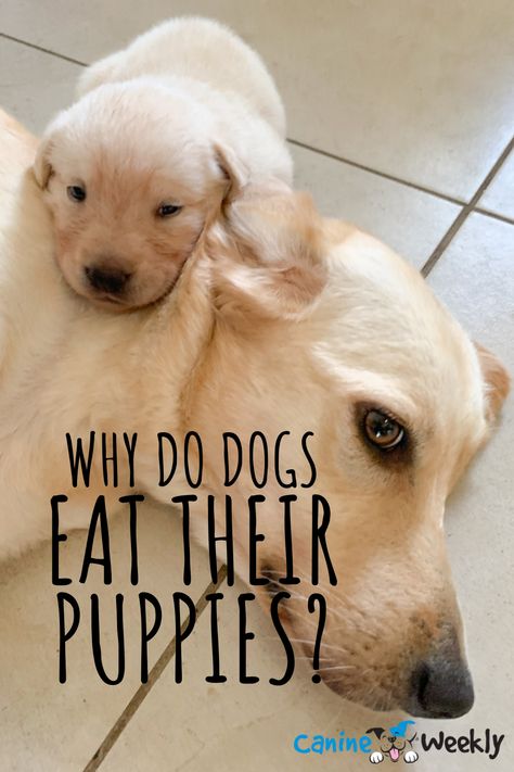 Dog Having Puppies, Having Puppies, Puppy Litter, Active Labor, Litter Of Puppies, Pregnant Dog, Bonding Activities, Dog Eating, Homemade Dog