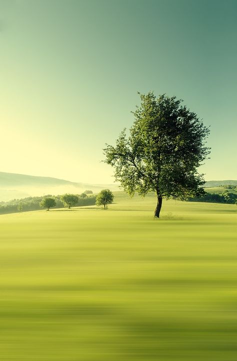 There's something very sweet about this. राधा कृष्ण वॉलपेपर, Green Field, Lone Tree, A Lone, Lukisan Cat Air, Green Nature, Alam Semula Jadi, Beautiful Tree, Nature Wallpaper