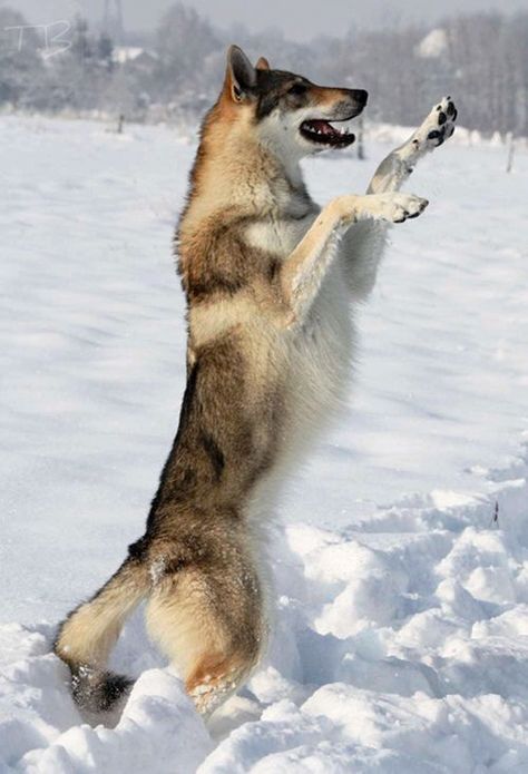 Saarloos Wolfdog, Native American Dog, Wolf Poses, Czechoslovakian Wolfdog, Dog Jumping, Wolf Dogs, Rare Dogs, Wolf Photos, Dog Poses