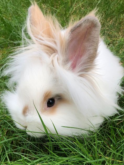 Lion Head Rabbit, Lion Main, Bunny Things, Lionhead Bunny, Cutest Bunny Ever, Mini Lop, White Lion, Lion Mane, Bunny Rabbits