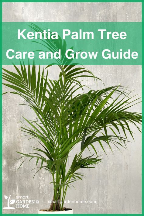 Transform your space into a tropical paradise with the Kentia Palm! Easy to care for and perfect for any room, it adds a touch of summer all year round. Learn more about growing and caring for these lush palms here! Diner Room, Palm Tree Care, Lounge Diner, Indoor Palm Trees, Mini Palm Tree, Florida House Plans, Indoor Palms, Kentia Palm, Houseplant Care