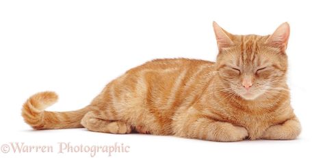 Ginger Female, Cat On White Background, Female Cat, Cat Anatomy, Cat Oc, Cat Reference, Warrior Cats Art, Ginger Cat, Cat Pose