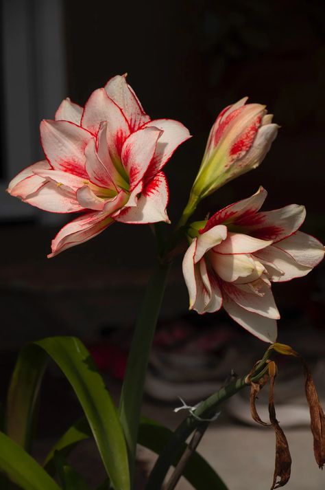 How to care for an amaryllis | House & Garden Amaryllis Care, Amaryllis Flowers, Amaryllis Bulbs, Flower Guide, Ivory Flowers, Pretty Plants, Bulb Flowers, Planting Bulbs, Single Flower