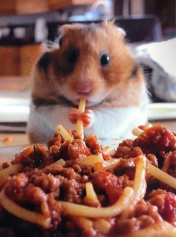 Hamster eating spaghetti ^-^ Cutest Picture Ever, Eating Spaghetti, Hamster Eating, A Hamster, Cute Hamsters, Hamsters, Cute Creatures, Animal Photo, Animals Friends