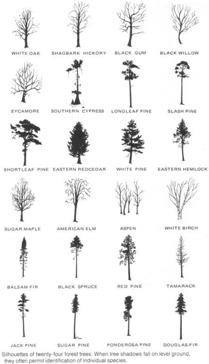 Hemlock Tattoo Trees, Aspen Tree Tattoo Small, Aspen Tree Silhouette, Tree Tattoo Simple Minimalist, White Birch Tree Tattoo, How To Draw Aspen Trees, Simplistic Tree Tattoo, Oak Tree Tattoo Small Simple, Simple Tree Tattoo Men