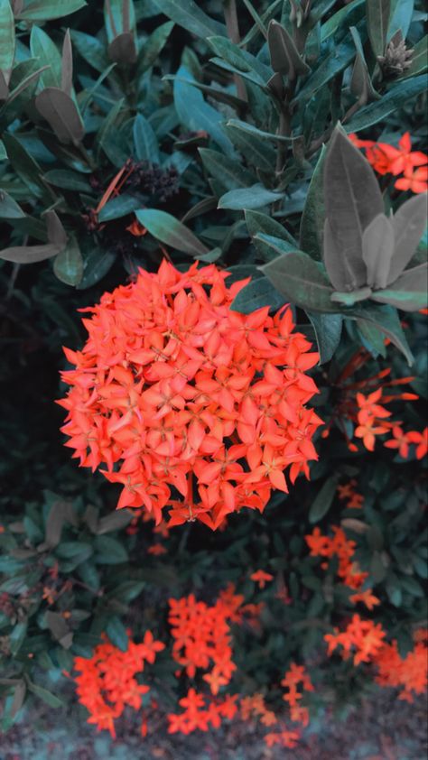 Santan Flower, Filipino Flower, Flowers In Philippines, Flowers In The Philippines, Philippine Flowers, Flowers Philippines, Small Flower Gardens, Floral Wallpaper Phone, Grow Plants