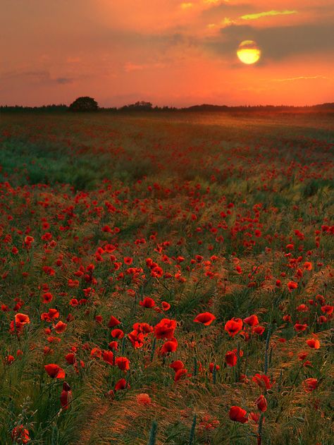 poppies Sense Of Sight, Nature Tour, Scenic Photos, Sunset Nature, Poppy Field, Outdoor Photos, Rural Landscape, Beautiful Places In The World, Flower Field