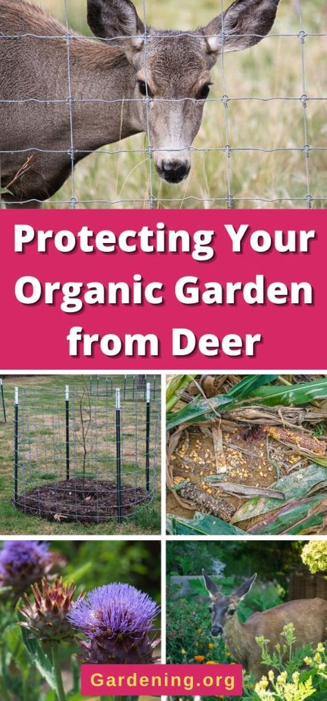 Squirrel Proof Garden, Deer Netting, Deer Deterent, Fence Planning, Deer Garden, Deer Resistant Garden, Deer Proof, Deer Fence, Garden Wood