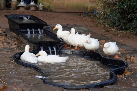 Backyard Duck Pond, Diy Duck Pond, Duck Pond Ideas, Pond With Waterfall, Duck Pens, Pond Decorations, Backyard Ducks, Duck Coop, Duck Farming