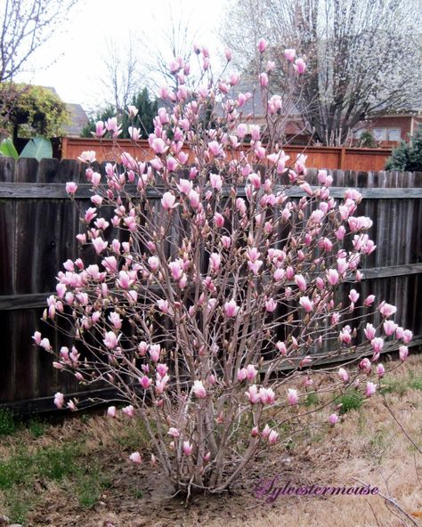 Jane Magnolia Tree Jane Magnolia Tree Landscaping, Ann Magnolia Tree, Magnolia Tree Landscaping, Japanese Magnolia Tree, Jane Magnolia Tree, Magnolia Shrub, Saucer Magnolia Tree, Magnolia Bush, Jane Magnolia