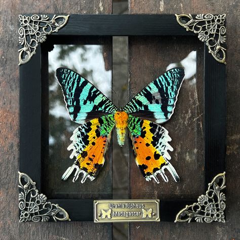 PRICES MAY VARY. FRAMED ART: This listing is a Real Framed Madagascan Sunset Moth Butterfly Taxidermy from Vietnam. We make this handmade shadow box with a real dried dead butterfly and keep it well to retain its shape and color of it in its natural state.  FRAME SIZE: 5.5 x 5.5 x 0.8 inch ( = 14 x 14 x 2 cm). The frame was made of pine wood covered by 3 layers of paint coming with a special acrylic on the front to give a clear view, 4 brass baroque corner protectors in the corner, a hanger hook Disney Shadow Box, Entomology Decor, Butterfly Sunset, Dead Butterfly, Bug Taxidermy, Oddities Decor, Framed Insect, Framed Butterfly, Sunset Moth