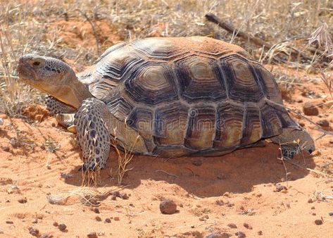 Desert Tortoise, Gopherus agassizii. A Large Threatened Desert Tortoise, Gopheru , #SPONSORED, #Gopherus, #agassizii, #Desert, #Tortoise, #Large #ad Kawaii Turtle, Dead Flowers, Desert Tortoise, Red Sand, Desert Animals, Tortoise Turtle, Terrapin, Interesting Animals, Gecko