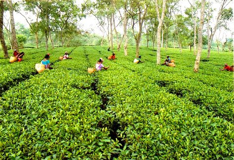 Due to lack of rainfall in #Assam, the #Tea industry may face difficult times. #DrinkAllTheTea http://bit.ly/1F3Zcwv Assam Tea, Natural Diuretic, Indian Tea, Cash Crop, Tea Plant, Free Family Tree, Tea Benefits, Garden Images, Crop Image