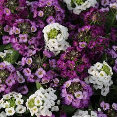 Alyssum Clear Crystals Mix Alyssum Flowers, Spring Packing, Trailing Plants, Sweet Fragrances, Clear Crystals, All Flowers, Ground Cover, Rock Garden, Flower Seeds