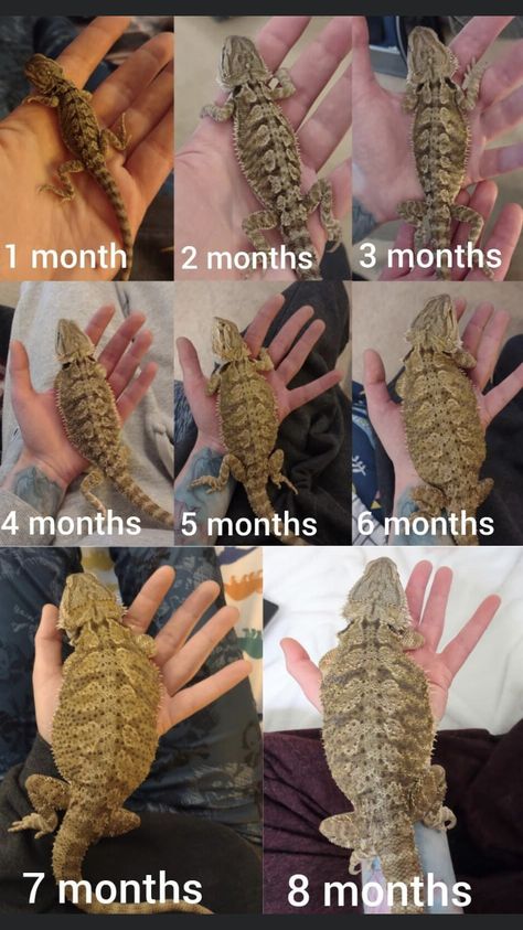 Bearded Dragon Growth Chart, Bearded Dragon Christmas Tank, Bearded Dragon Age Size Chart, Bearded Dragon Wallpaper Iphone, Beginner Reptiles Pets, Types Of Bearded Dragons, Bearded Dragon 40 Gallon Tank Setup, Blue Bearded Dragon, Bearded Dragon Care Guide