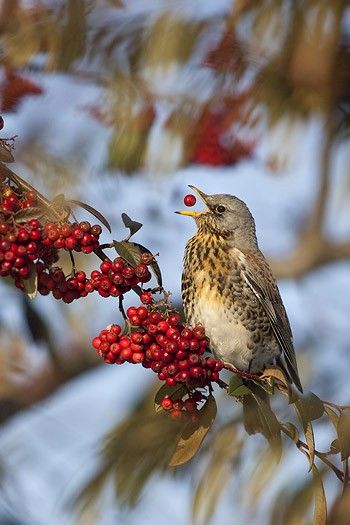 <3 Despite waiting for a shot like this, you have to know the photographer's heart nearly skipped a beat when he actually got this. Wow! Bird Sitting, Winter Beauty, Pretty Birds, Alam Yang Indah, Birds Of Paradise, Birdhouse, Winter Scenes, Bird Watching, Love Birds