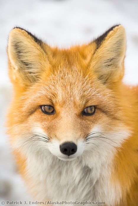 Red fox portrait  Red Fox in Alaska's Arctic, Atigun pass, Brooks range Alaskan Wildlife, Fox Portrait, Red Foxes, Fantastic Fox, Snow Animals, Alaska Wildlife, Fox Pictures, Wild Dogs, Wildlife Nature