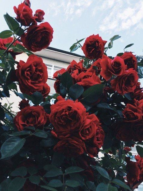 'Oblitt Rose Tumblr, Plant Aesthetic, 背景 シンプル, Blooming Rose, Landscape Illustration, Tumblr Wallpaper, Red Aesthetic, Pretty Flowers, Terrarium