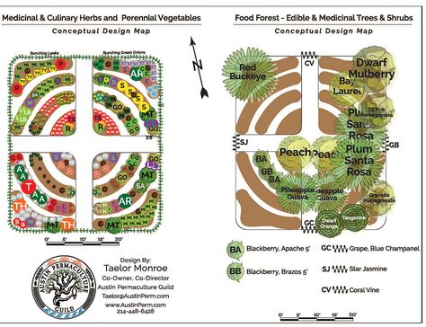 Permaculture Design: Raised Beds and Food Forest  |  Central Texas Gardener Permaculture Guilds Design, Good Forest Layout, Food Forest Guilds, Food Forest Layout, Permaculture Guilds, Forest Layout, Food Forest Design, Forest Food, Houston Garden