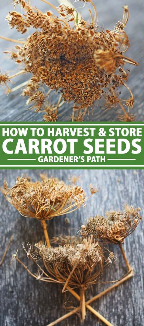 Saving seeds from your homegrown carrots now can ensure a bounty of garden vegetables in future seasons. If left to flower, each plant produces over a thousand seeds, so saving them is a no-brainer in terms of cheap food production. Learn how to harvest and store your own carrot seeds with this guide. Read more now on Gardener's Path. #seedsaving #carrot #gardenerspath Saving Seeds From Vegetables, How To Store Carrots, Saving Seeds, Growing Carrots, Carrot Flowers, Biennial Plants, Carrot Seeds, Seed Saving, Food Garden