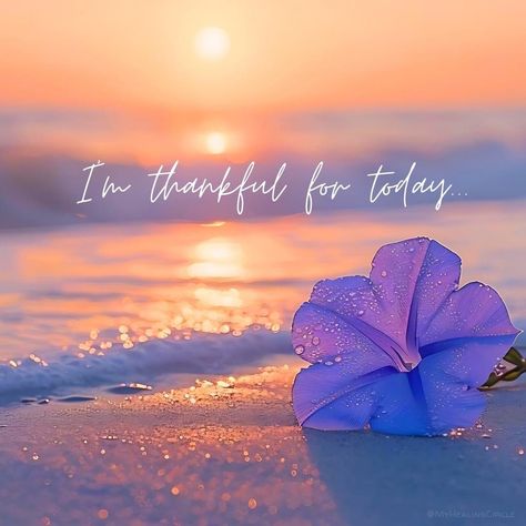 Grateful Quotes, Inspirational Quotes Wallpapers, Cute Quotes For Life, Good Morning Funny, Attitude Of Gratitude, Phone Wallpaper Images, Daily Inspiration Quotes, Landscape Wallpaper, Purple Flower