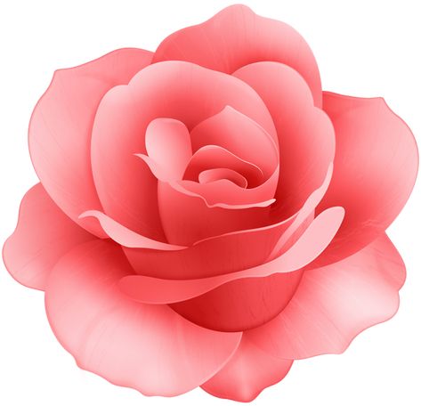 Pink Rose Png, Red Rose Png, Rose Flower Png, Flower Clip Art, Flower Png Images, Very Beautiful Flowers, Rosé Png, Rose Flower Wallpaper, Rose Illustration