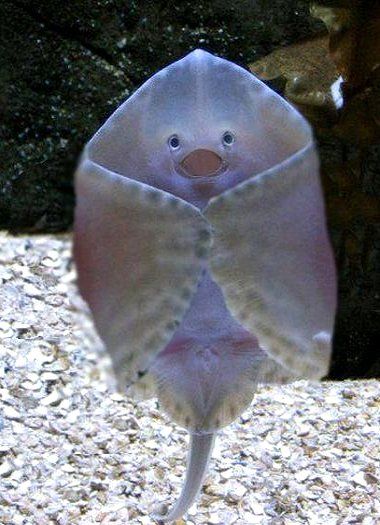 Baby stingray.....is this is a real picture and not photo shopped - well then, he's just darn cute! Baby Stingray, Hello How Are You, Oh My God, My God, Stingray, Oh My, Fish