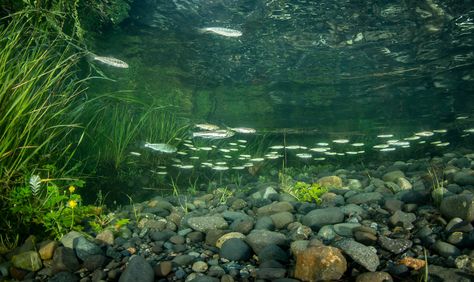 Underwater Perspective, Underwater River, Biotope Aquarium, Aquascape Design, Fish Tank Design, Natural Swimming Ponds, Underwater Pictures, Fish Artwork, Water Aesthetic