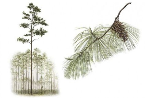 Slash pine - native to Pensacola Long Leaf Pine, Longleaf Pine, Southern Pine, Sugar Maple, File Image, Kiln Dried Wood, Pine Forest, Nature Journal, Pine Needles