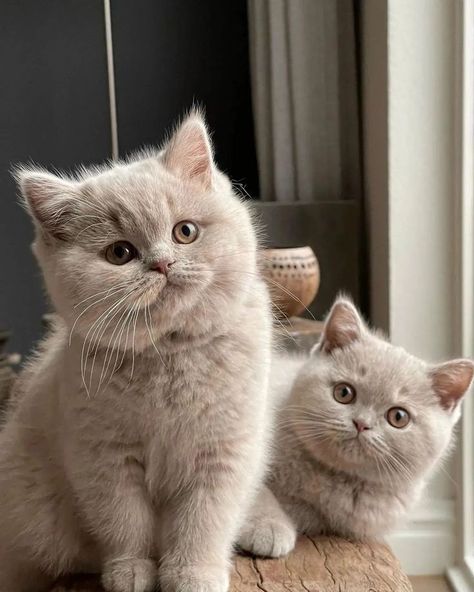 British shorthair cat American Shorthair Cat, British Shorthair Kittens, Dream's Cat, Short Hair Cats, American Shorthair, British Shorthair Cats, Gorgeous Cats, Cute Cats Photos, Cat Club