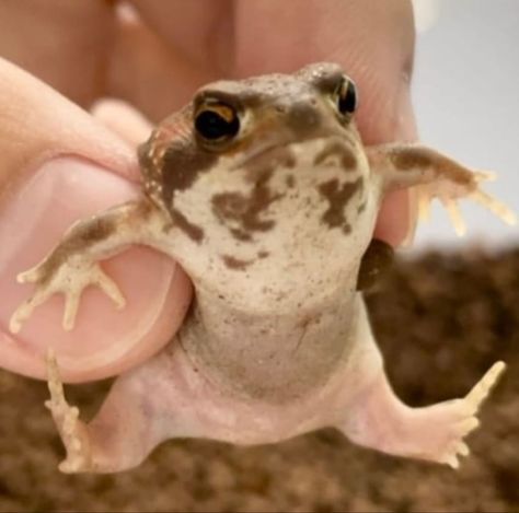 Rain Frogs Cute, Cool Frogs, Close Up Faces Funny, Common Rain Frog, Cats Good Morning, Morning Cats Funny, Ugly Cats Funny, Good Morning Cats Funny, Frog Pets