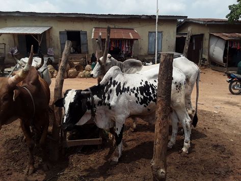 Butchering A Cow, Show Cattle Photography, Cow Grazing, Female Cow, Grandfather Birthday, Farming Machinery Agriculture, Cows Grazing Fields, Cattle Farming, Education And Training