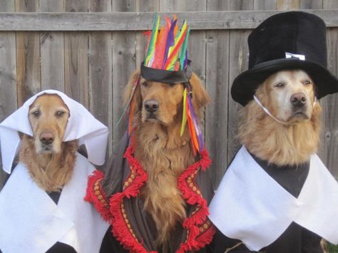 Thanksgiving! LOL Perfect! Golden Retriever Thanksgiving, Golden Retriever Dachshund, Thanksgiving Jokes, Happy Thanksgiving Images, Dog Thanksgiving, Goofy Dog, Golden Puppy, Pet Halloween Costumes, Dog Costumes