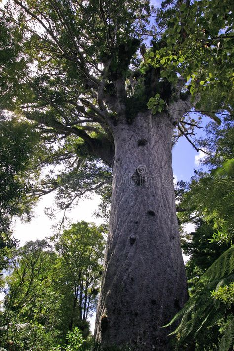 Tane Mahuta - Large Kauri Tree. Tane Mahuta, or Lord of the forest. One of New Z , #Affiliate, #Kauri, #Tree, #Lord, #Tane, #Mahuta #ad Nikau Palm, Kauri Tree, Tree Of Life Tattoo, Flyer Design Inspiration, Life Tattoos, Permaculture, Auckland, The Forest, Tree Of Life