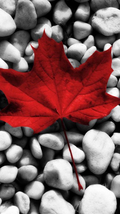 Canadian Flag Art, Canada Day Images, Leaves Wallpaper Iphone, Canada Maple Leaf, Color Splash Photography, Happy Canada Day, Canadian Flag, Flag Art, Canada Day