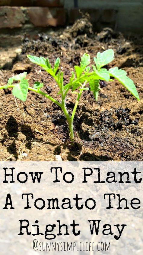 How To Plant Tomatoes, Tomatoes Plants Problems, Tanaman Tomat, Kebun Herbal, Plant Tomatoes, Growing Tomato Plants, Plant Problems, Plant Growing, Garden Veggies