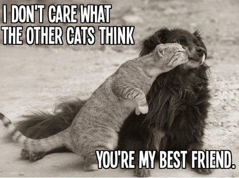 Cute and Funny Pictures and more: Dog and Cat Best Friends Animal Friendships, Animal Captions, Animal Fun, Dog Best Friend, Sleeping Kitten, Animals Friendship, Friendship Quotes Funny, Kawaii Animals, Cat And Dog