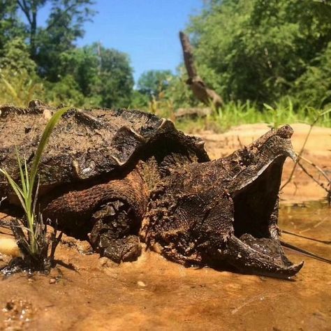 Matamata Turtle, Alligator Snapping Turtle, Bizarre Animals, Snapping Turtle, Tortoise Turtle, Interesting Animals, Weird Creatures, Reptiles And Amphibians, Wildlife Animals