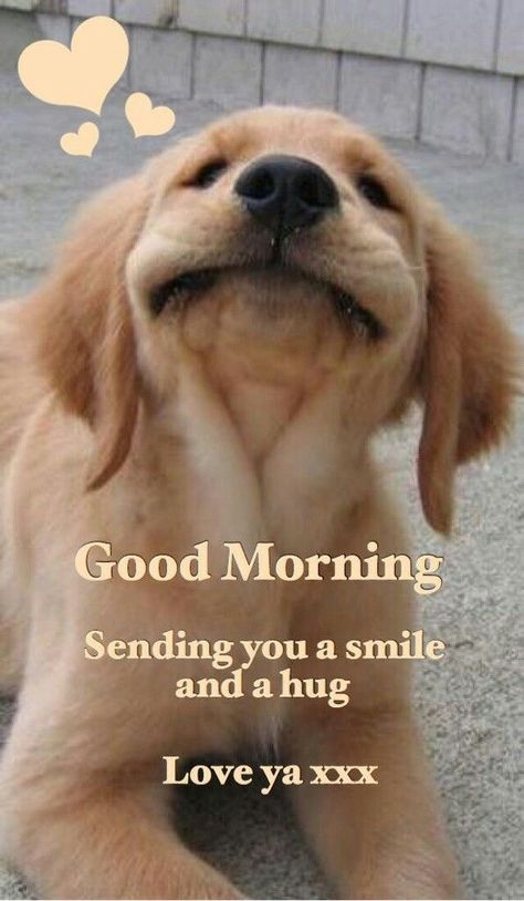 Good Morning Dog, Happy Day Quotes, Good Morning My Friend, Good Morning Funny Pictures, Quotes Good Morning, Morning Memes, Cute Good Morning Images, Good Morning Sunshine Quotes, Happy Morning Quotes