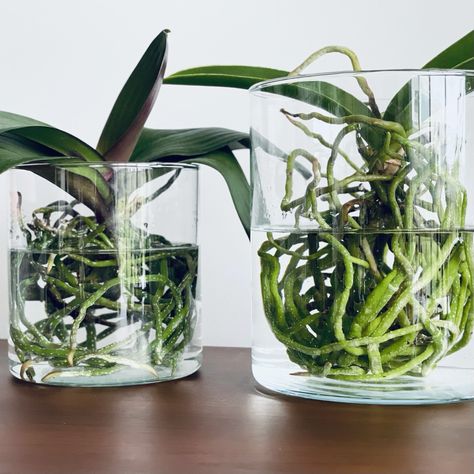 Transplanting Orchids, Water Culture Orchids, How To Grow Orchids, Grow Orchids, Tanaman Air, Orchid Terrarium, Repotting Orchids, Orchids In Water, Indoor Orchids