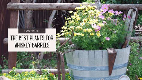 When whiskey barrels aren’t at work serving their main purpose – aging whiskey – they make really nice planters and garden accessories. They look great no matter what and can fit into a variety of themes, but they're a particularly fun addition for those who are true whiskey fans. They’re common in country gardens or […] The post The Best Plants For Whiskey Barrels first appeared on Food For Net. Perenial Garden, Small Water Gardens, Whiskey Barrels, Country Gardens, Grow Plants, Best Plants, Dusty Miller, Whiskey Barrel, Wine Enthusiast