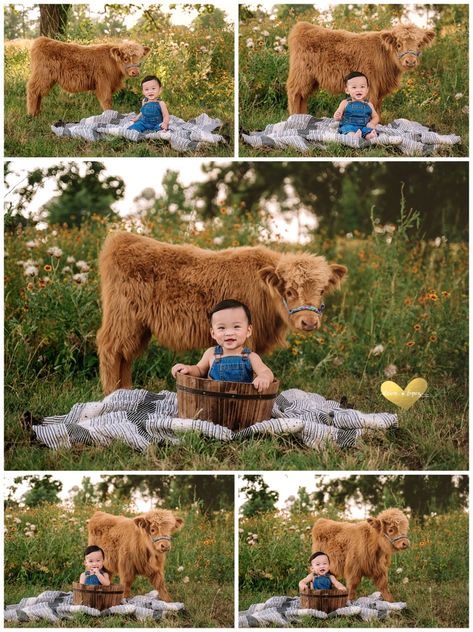 Cow Birthday Pictures, One Year Old Cow Photoshoot, First Birthday Cow Pictures, Highland Cow Newborn Pictures, Cow 1st Birthday Photoshoot, Highland Cow Cake Smash, Mini Highland Cow Photoshoot, Farm Birthday Photo Shoot, Highland Cow Mini Session