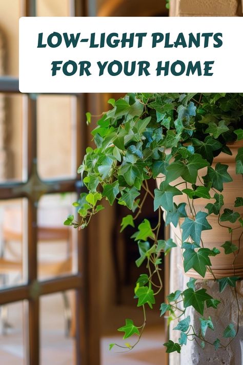 Low-light plants hanging in a pot indoors near a window. Low Light Low Water Indoor Plants, House Plants For Dark Rooms, House Plants For Low Light, Plants For Dark Rooms, Indoor Plants For Low Light, Plants For Low Light, Indoor Vines, Low Light House Plants, Indoor Plants Low Light