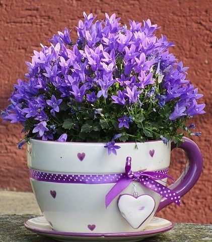 Orchid Plant Care, Dark Purple Flowers, Purple Plants, Small Flower Pots, Diy Flower Pots, Flower Meanings, Growing Roses, Wallpaper Nature Flowers, Good Morning Flowers