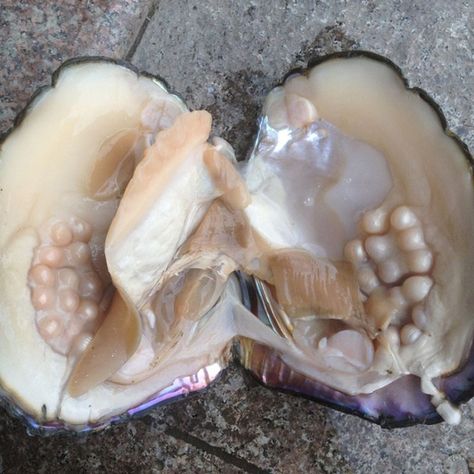 Oyster With Pearls Transparent Fish, Big Monster, Giant Sunflower, Pearl Oyster, Pearl Party, Glass Frog, Pearl Farm, Pearl Decorations, Vacuum Packaging