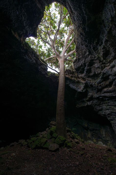 Underground Civilization, Heat Lightning, Jj Obx, Coniferous Forest, Cave Entrance, Beautiful Blue Sky, Lava Tubes, Cave System, Underground Caves