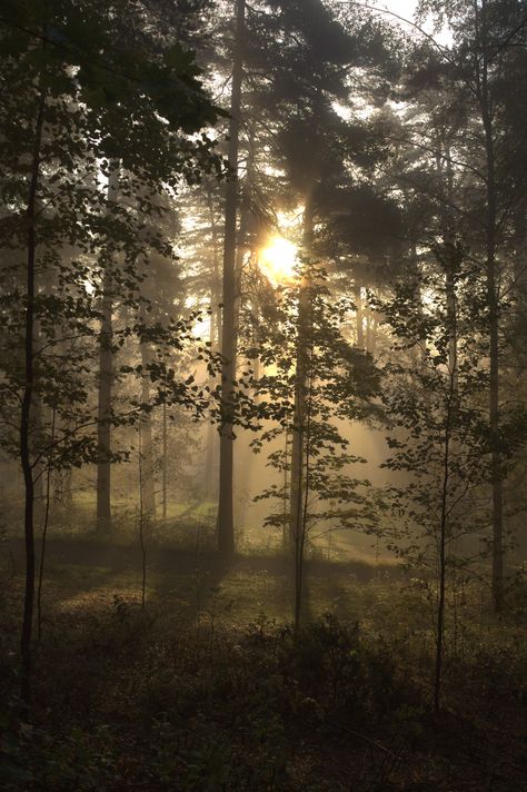 Morning Forest, Trees Silhouette, History Logo, Forest Light, Misty Morning, Misty Forest, Cedar Trees, Tree Silhouette, Sacred Places