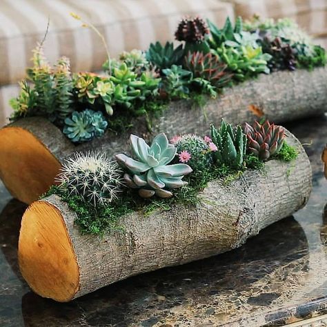 Diy Cactus, Succulent Planter Diy, Mini Zen Garden, Garden Rustic, Pinterest Garden, Cactus Diy, Wooden Log, Cactus Decor, Garden Decor Ideas